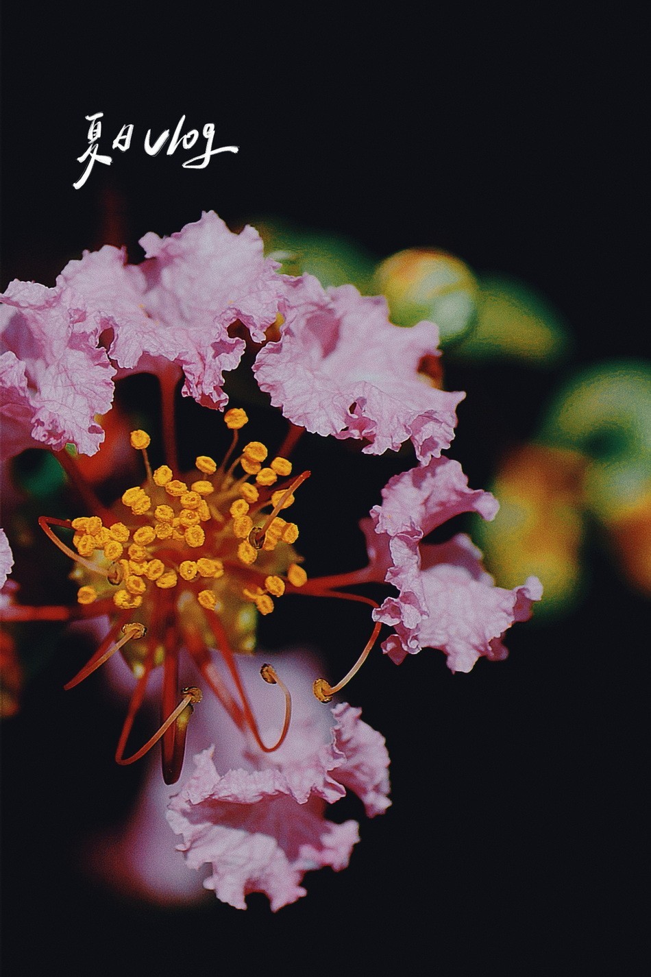 2023首拍〖 紫 薇 〗