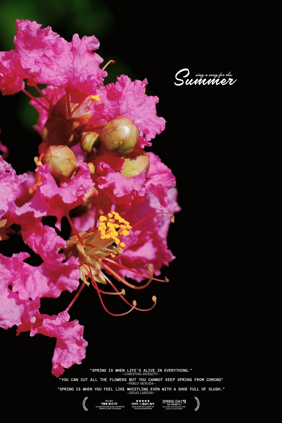 2023首拍〖 紫 薇 〗