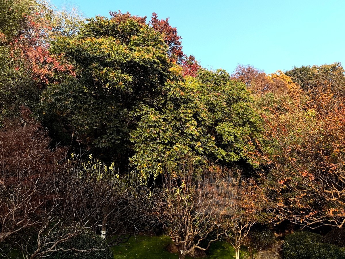 层林尽染*黄鹤楼公园——武汉随笔