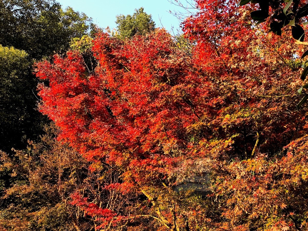 层林尽染*黄鹤楼公园——武汉随笔