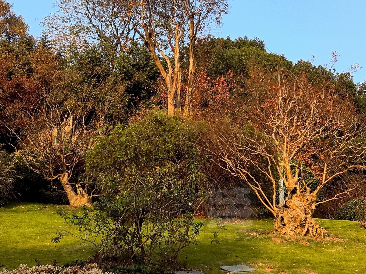 层林尽染*黄鹤楼公园——武汉随笔