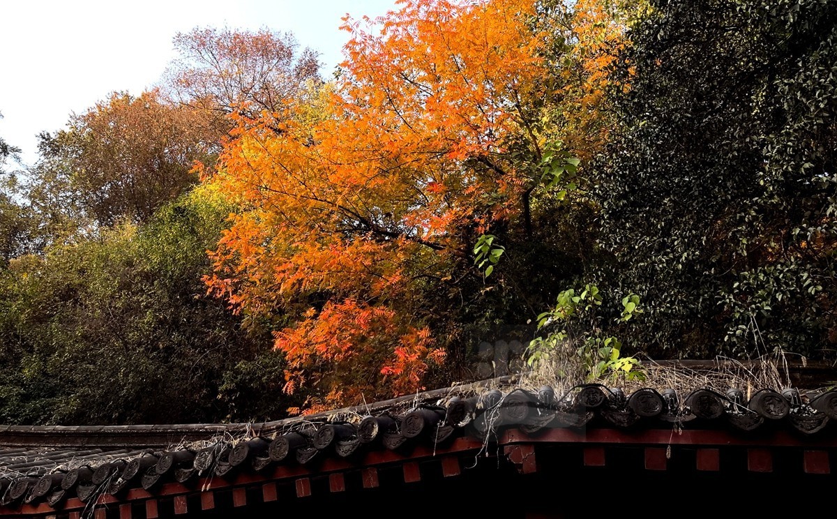 层林尽染*黄鹤楼公园——武汉随笔