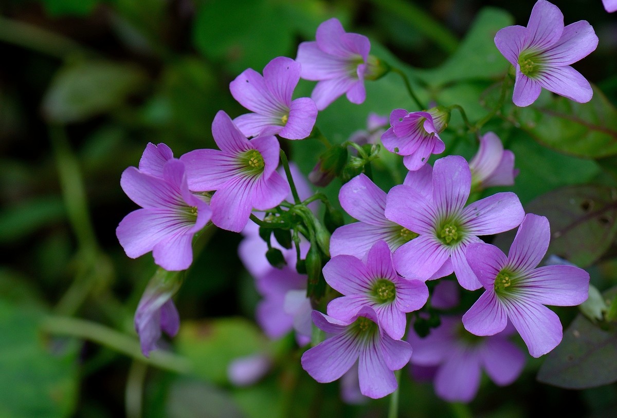 小花
