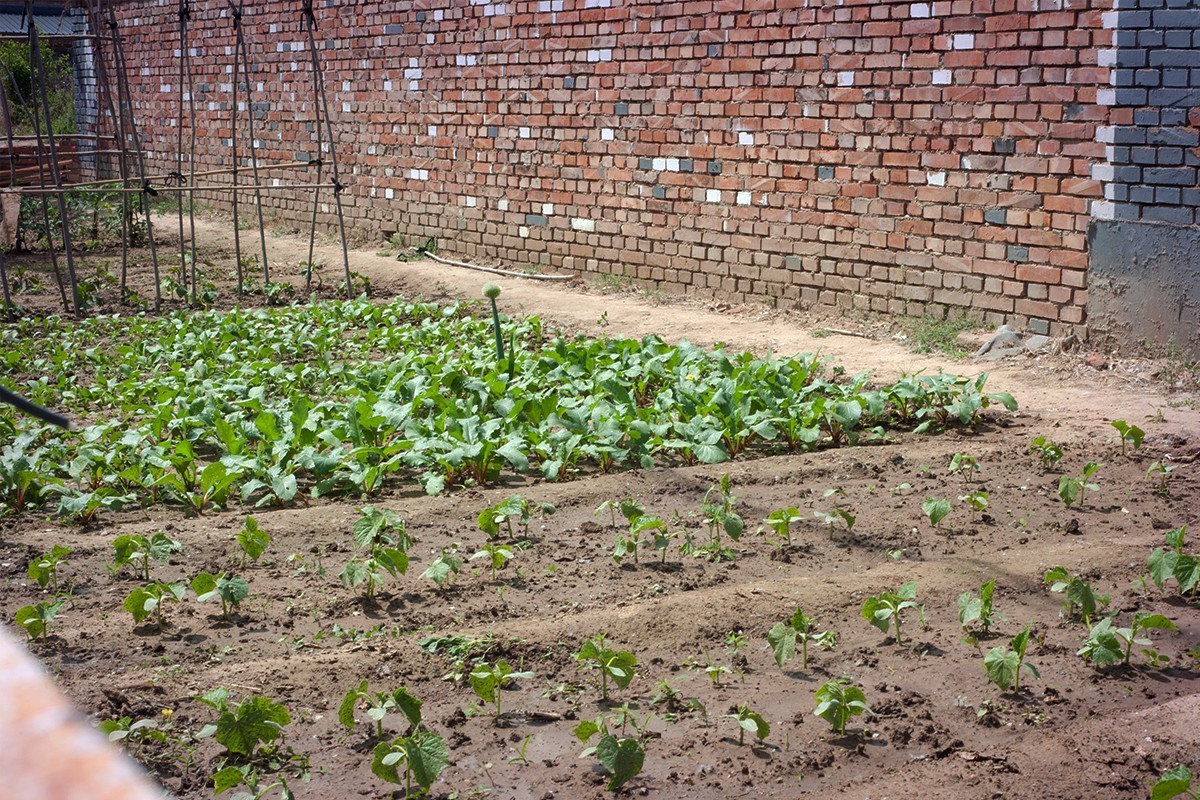 房前屋后的随拍