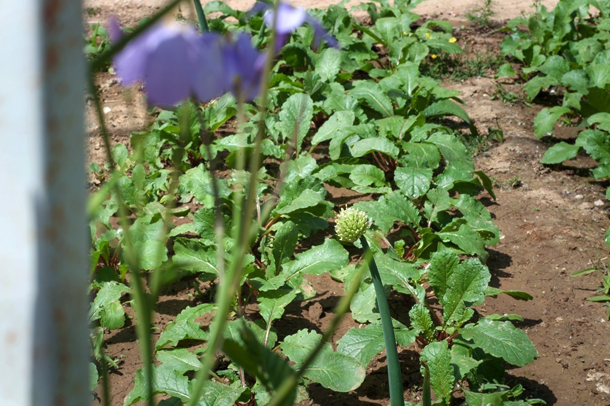 房前屋后的随拍