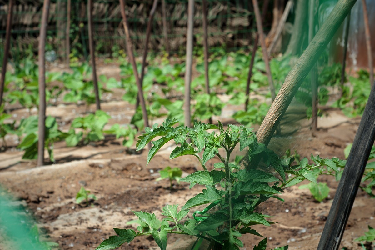 房前屋后的随拍