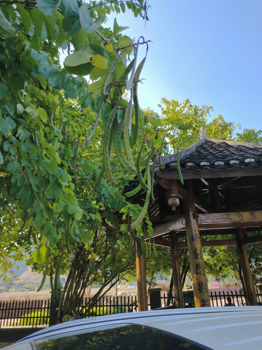 2024春节 滇桂沿边行（64）明仕村地板屯