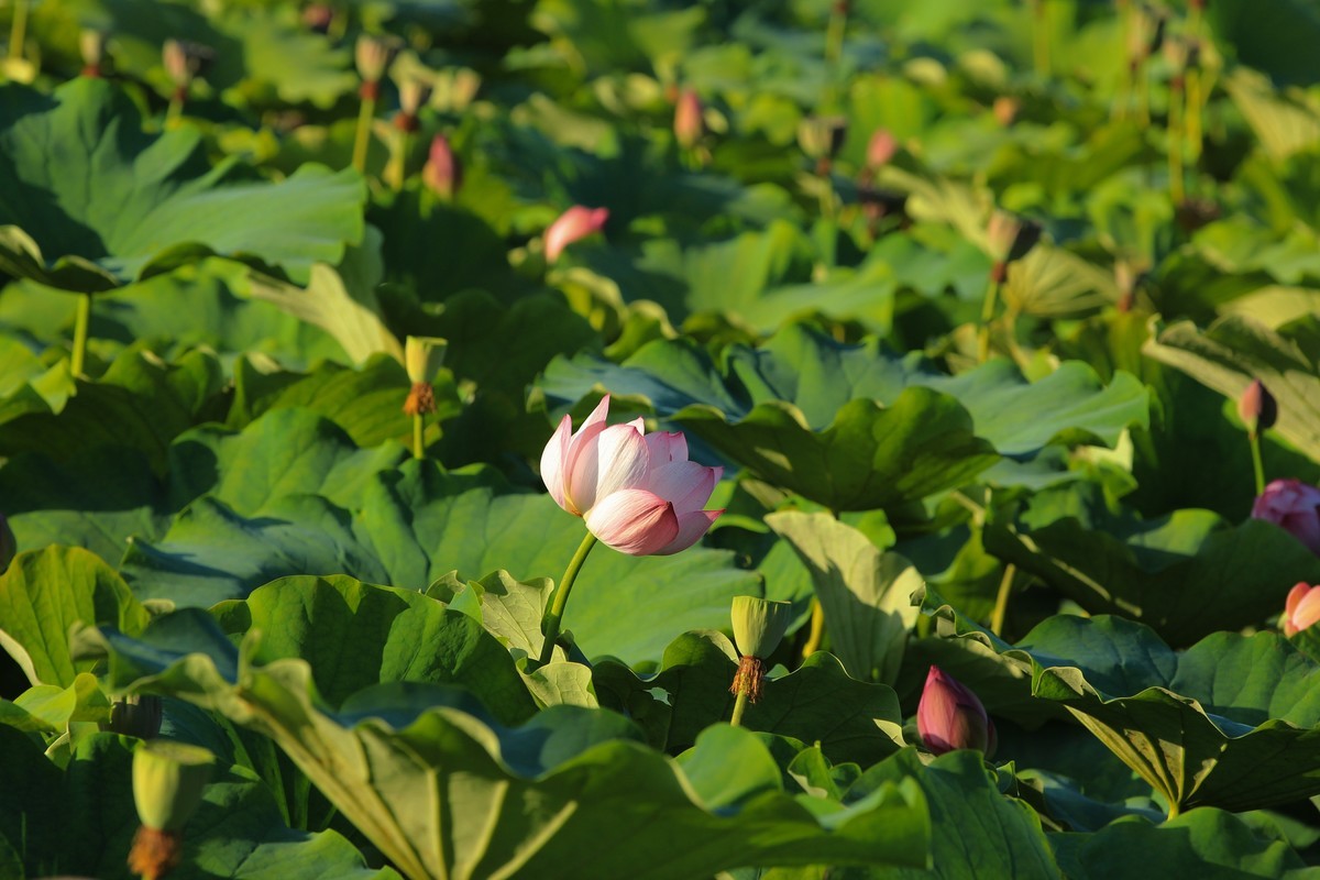 拍摄花卉一（342）