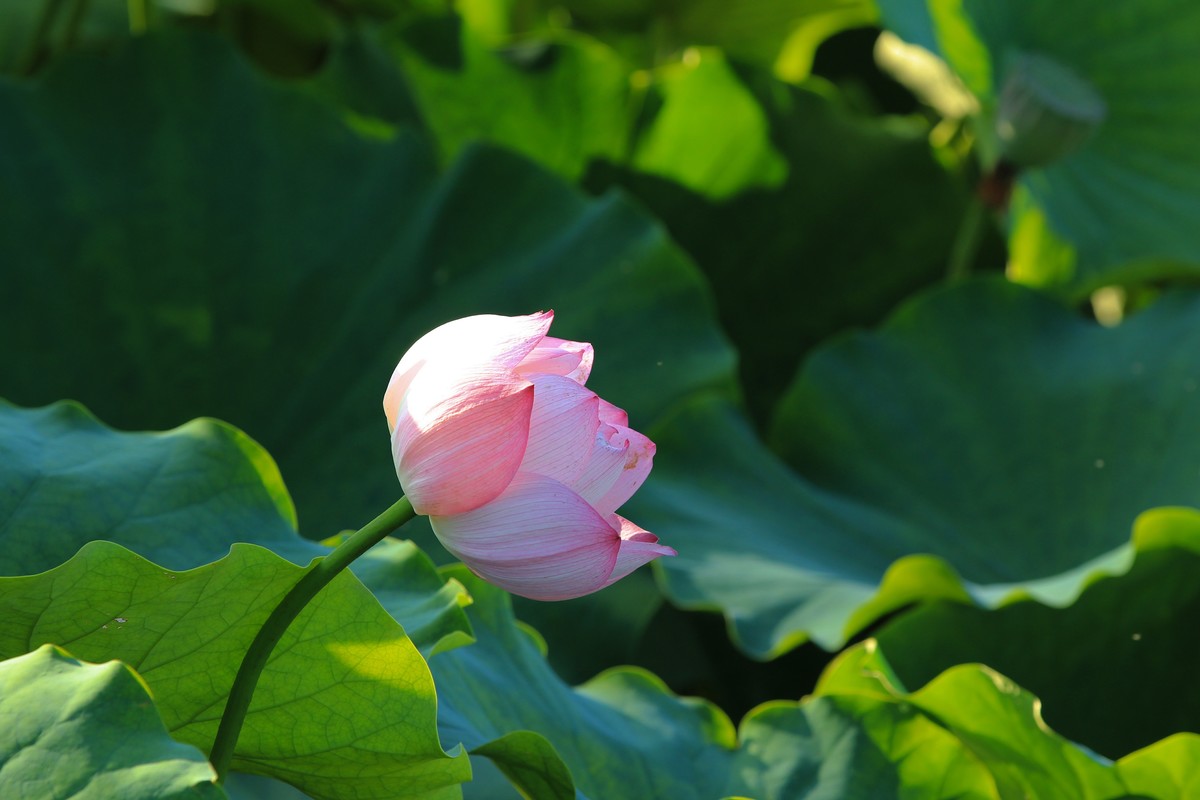 拍摄花卉一（342）