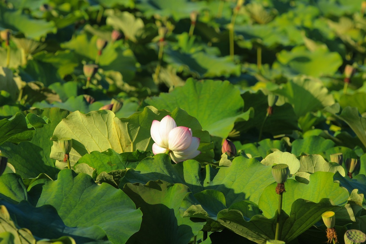 拍摄花卉一（342）