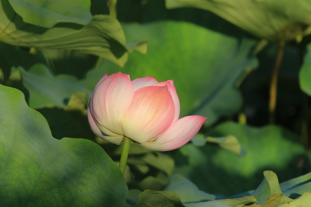 拍摄花卉一（342）