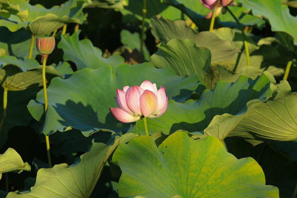 拍摄花卉一（342）