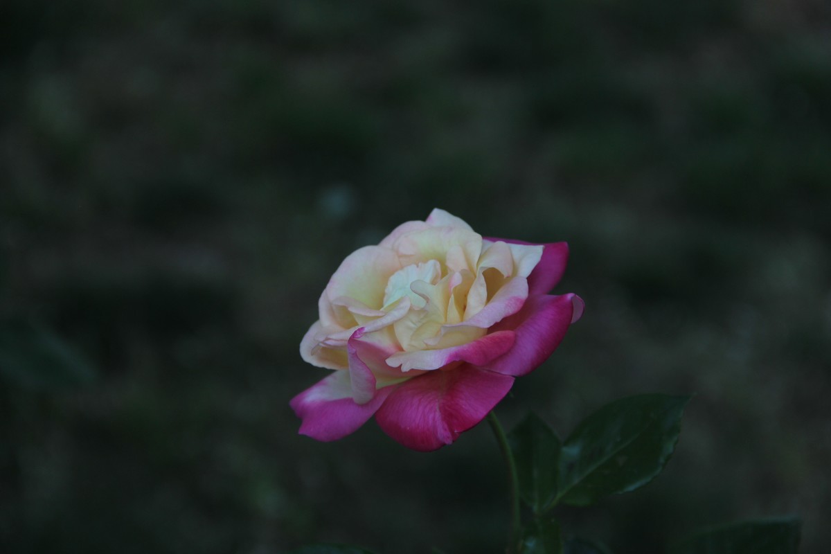 公园赏月季花（5）