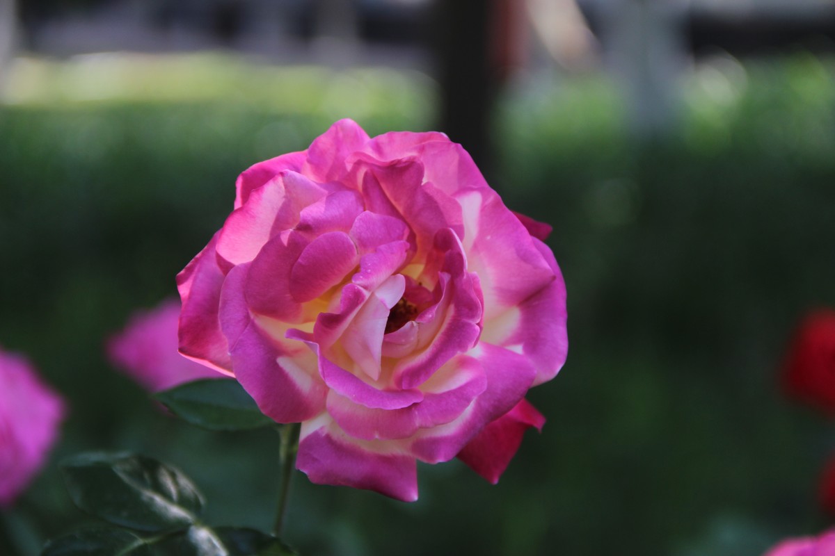 公园赏月季花（5）