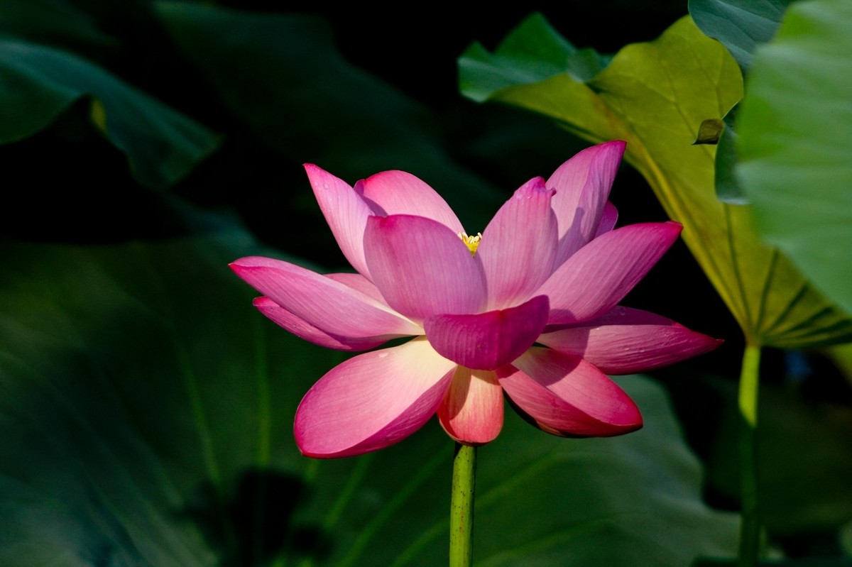 如火的季节——艳丽的夏荷