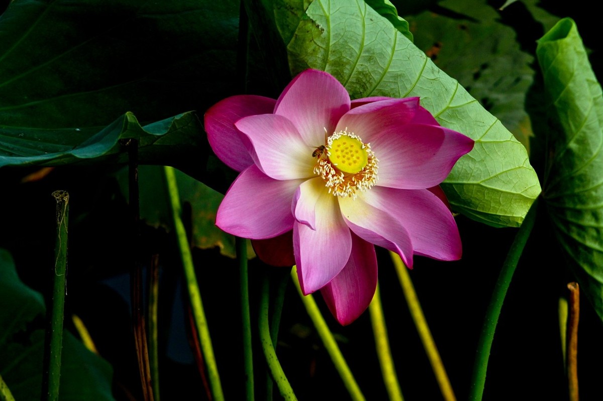 如火的季节——艳丽的夏荷