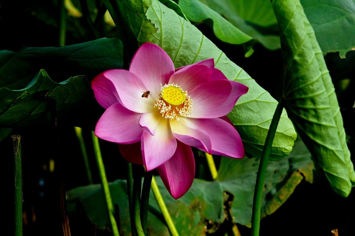 如火的季节——艳丽的夏荷