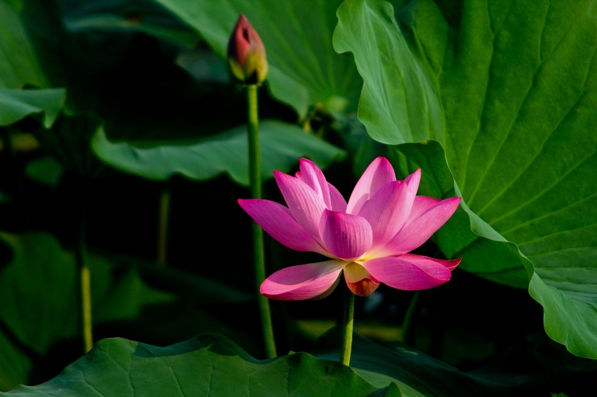 如火的季节——艳丽的夏荷