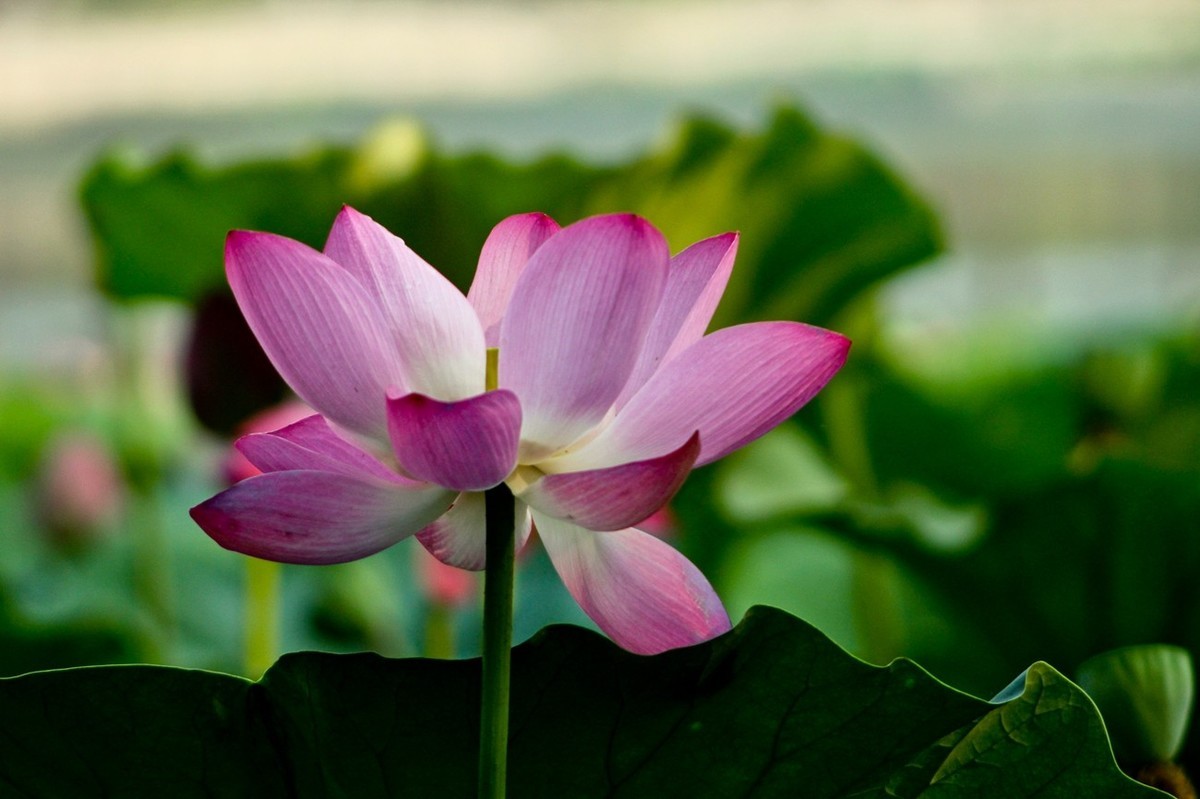 如火的季节——艳丽的夏荷