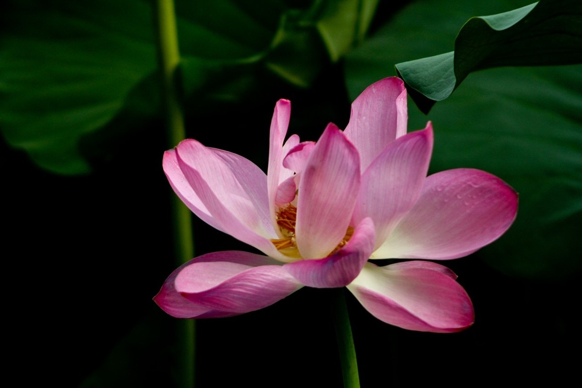 如火的季节——艳丽的夏荷