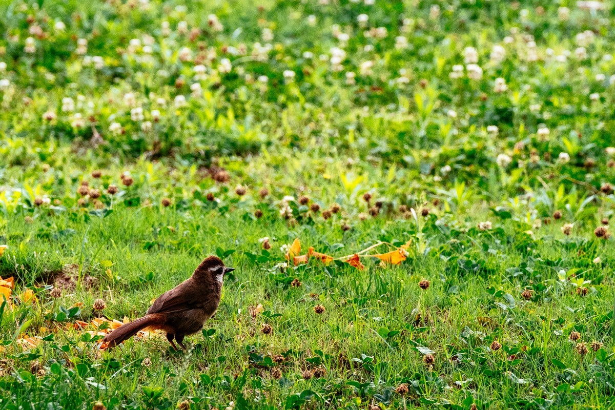 陕西渭南：森林绿化郁郁葱葱 宜居宜游新渭南欢迎您