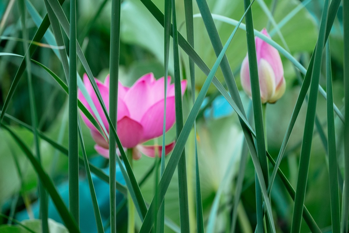 陕西渭南：森林绿化郁郁葱葱 宜居宜游新渭南欢迎您