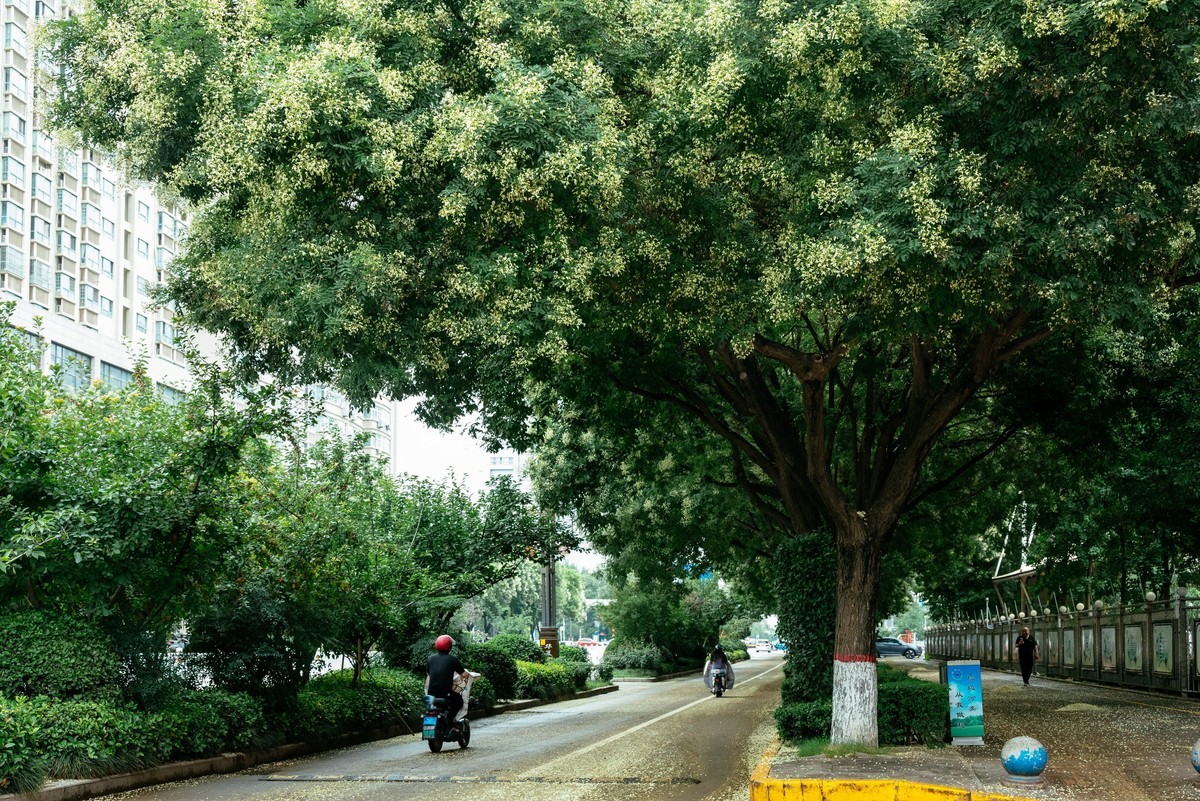 陕西渭南：森林绿化郁郁葱葱 宜居宜游新渭南欢迎您