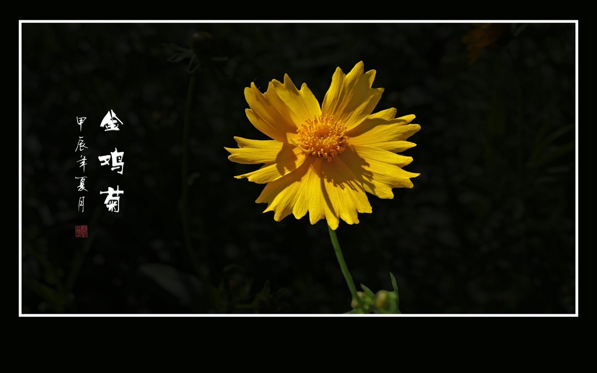 金灿灿的金鸡菊