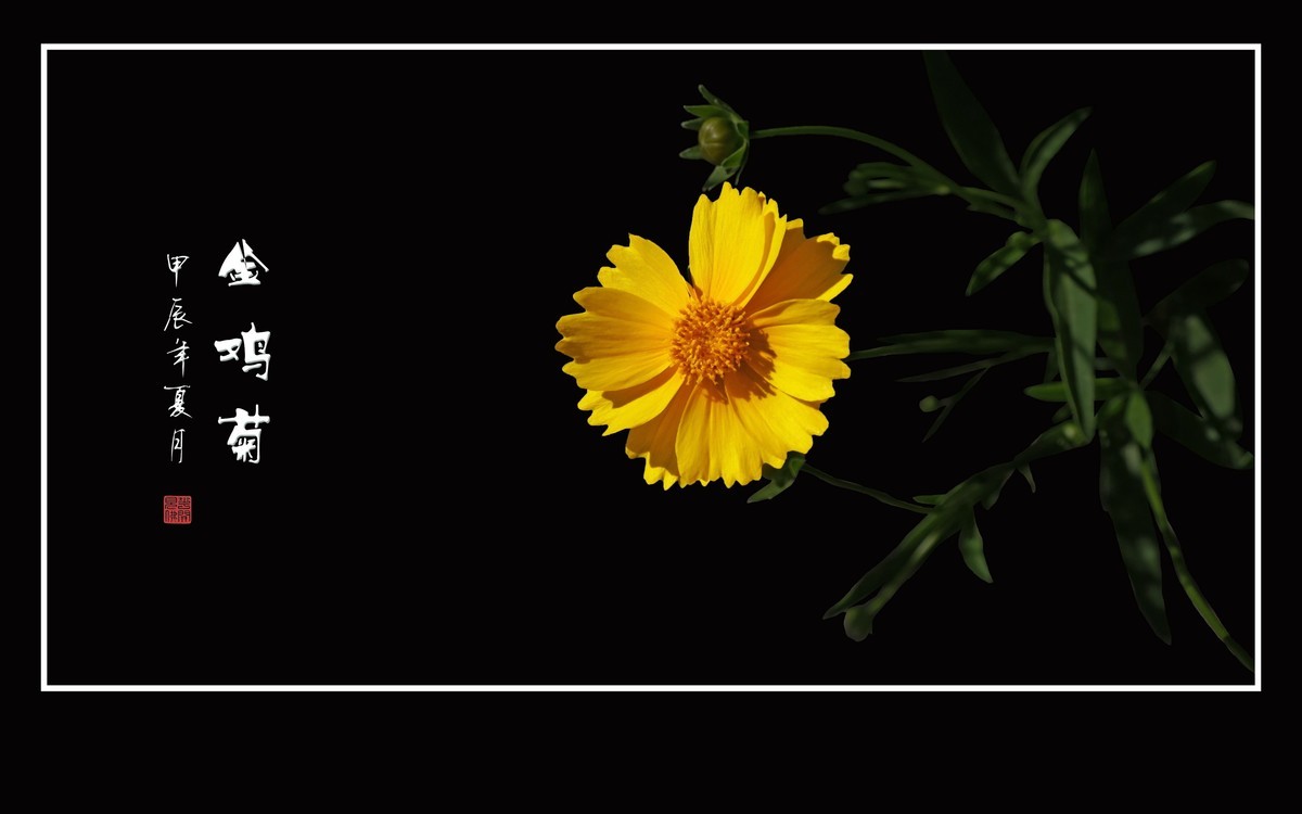 金灿灿的金鸡菊