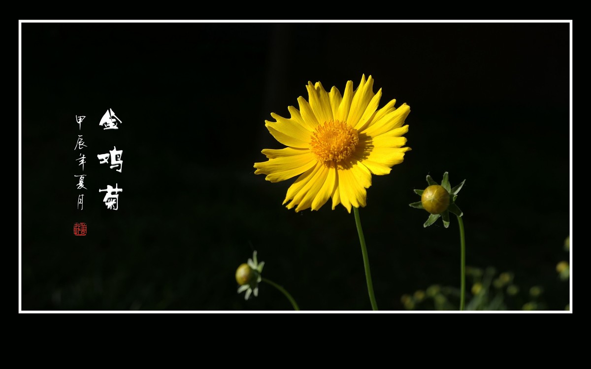 金灿灿的金鸡菊