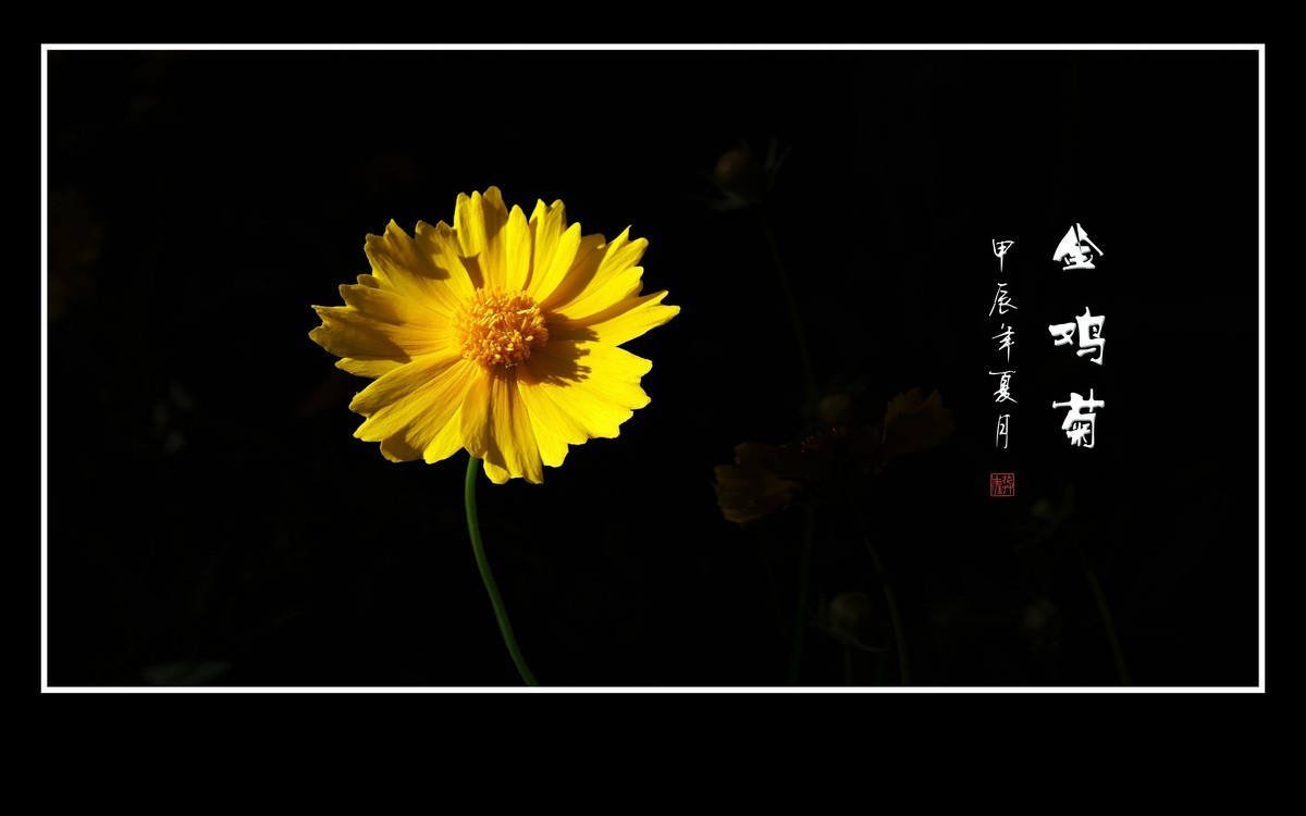 金灿灿的金鸡菊