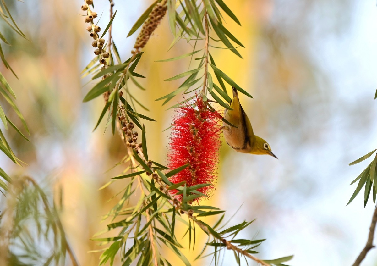 小鸟戏垂枝红千层花