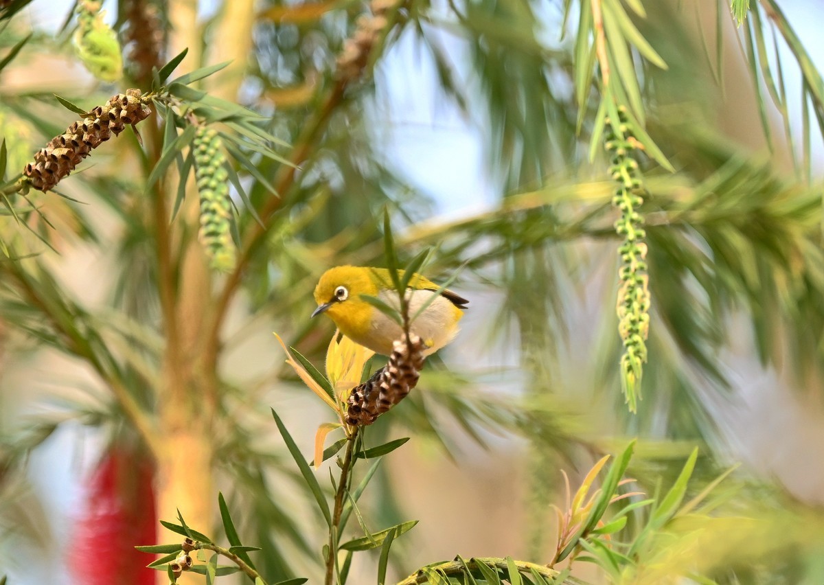 小鸟戏垂枝红千层花