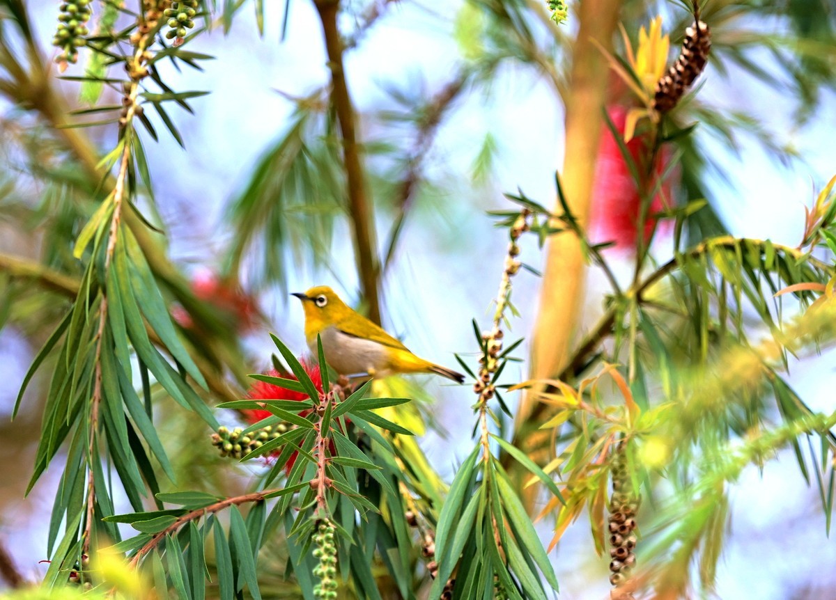 小鸟戏垂枝红千层花