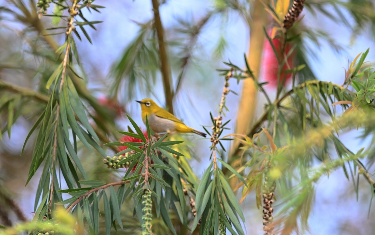 小鸟戏垂枝红千层花