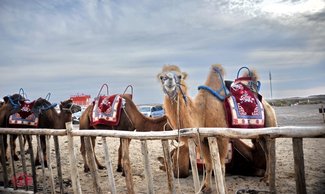 世界魔鬼城国家5A级旅游景区景区             周鸣天