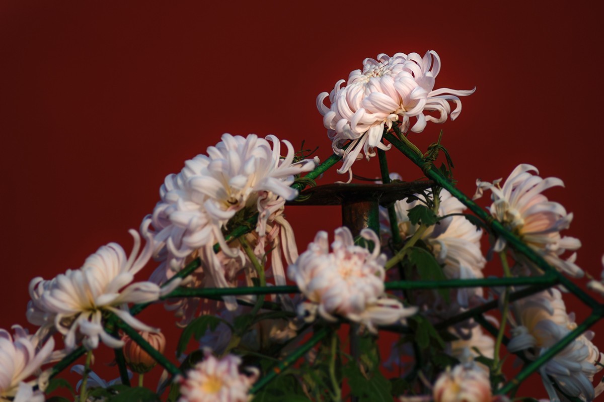 菊展中的装饰菊