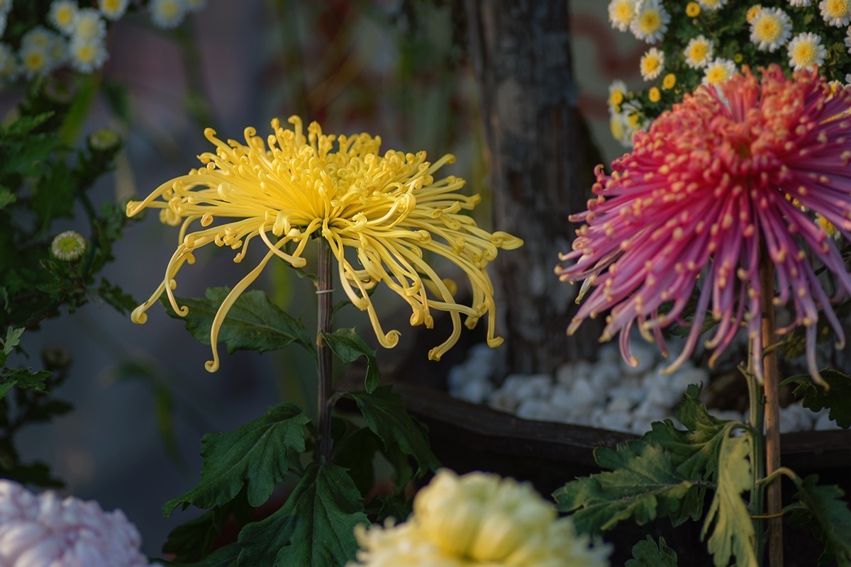 菊展中的装饰菊