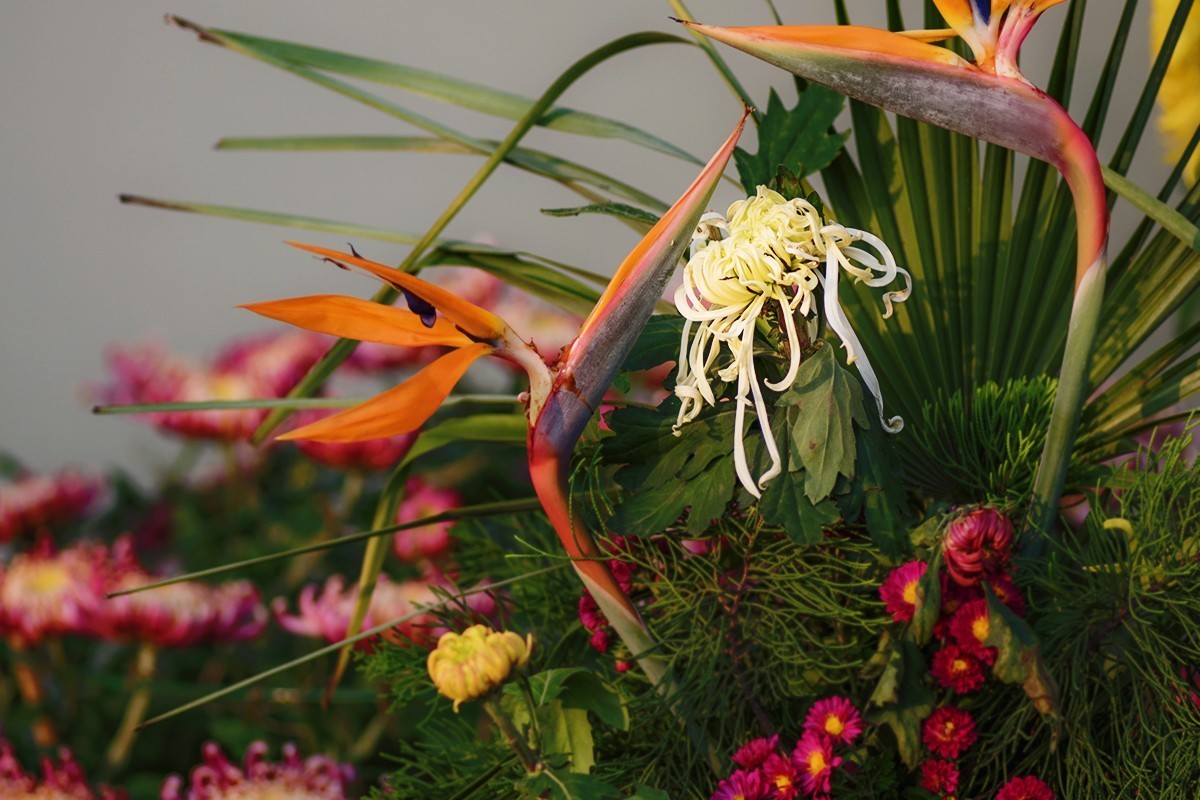 菊展中的装饰菊