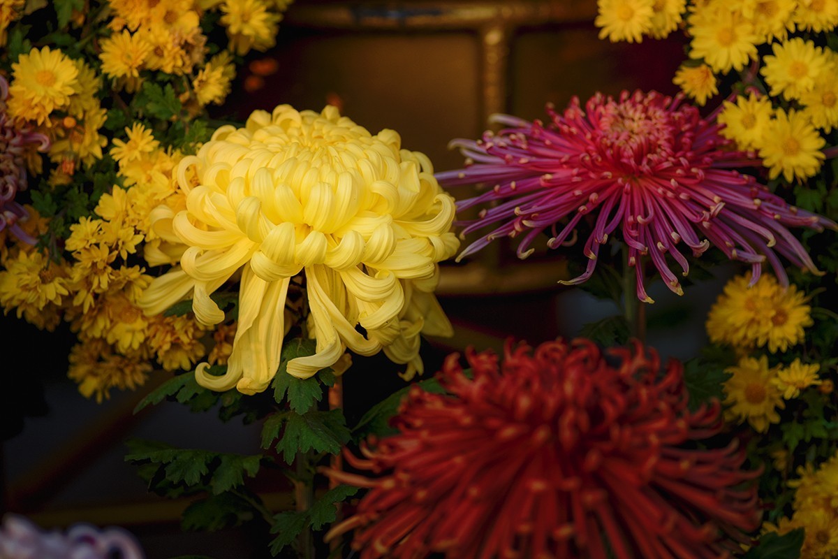 菊展中的装饰菊