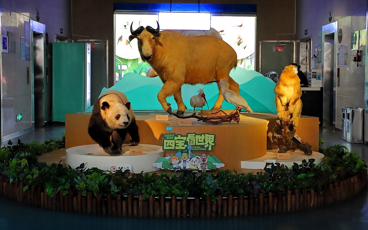 探索自然奥秘——观陕西自然博物馆