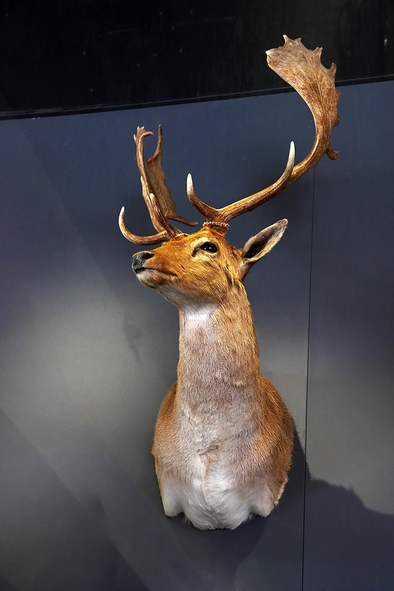 探索自然奥秘——观陕西自然博物馆