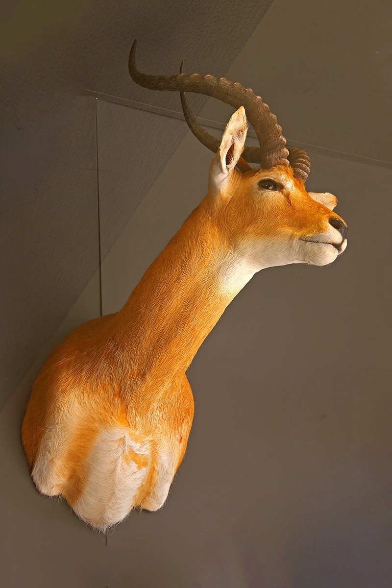 探索自然奥秘——观陕西自然博物馆