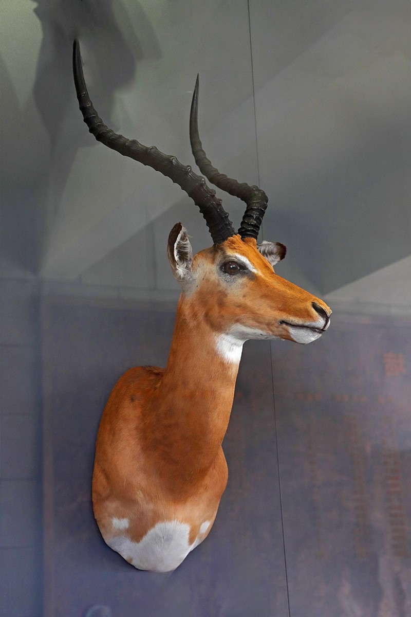 探索自然奥秘——观陕西自然博物馆