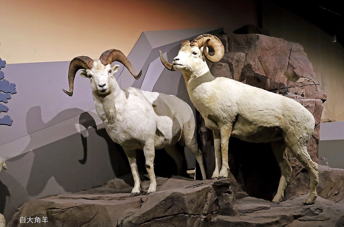 探索自然奥秘——观陕西自然博物馆