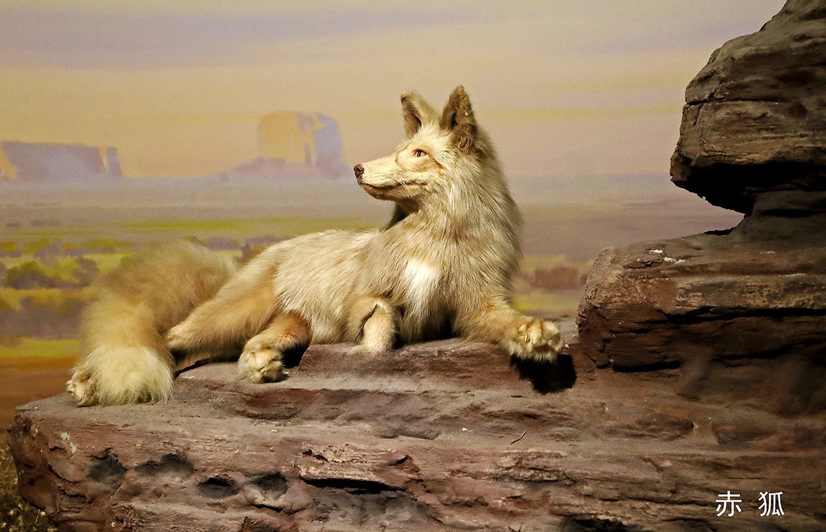 探索自然奥秘——观陕西自然博物馆