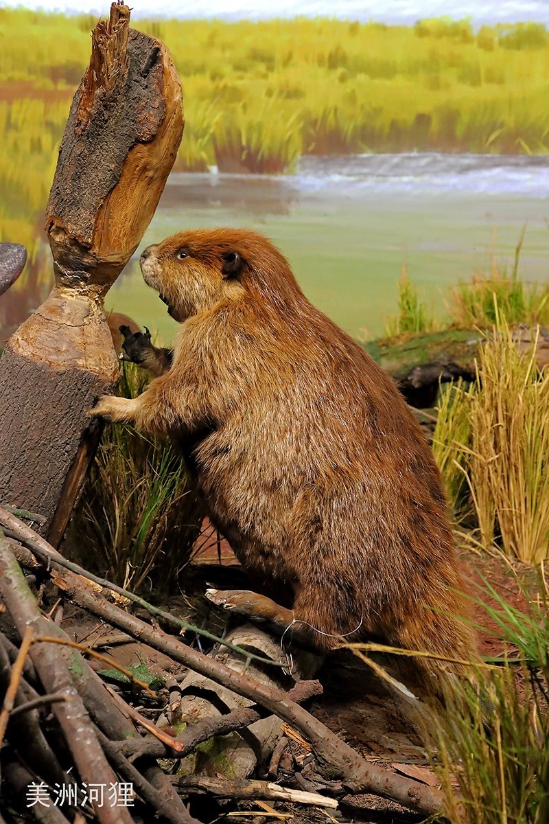 探索自然奥秘——观陕西自然博物馆