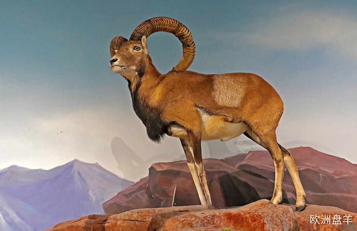 探索自然奥秘——观陕西自然博物馆