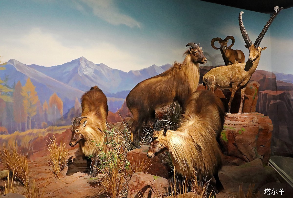 探索自然奥秘——观陕西自然博物馆