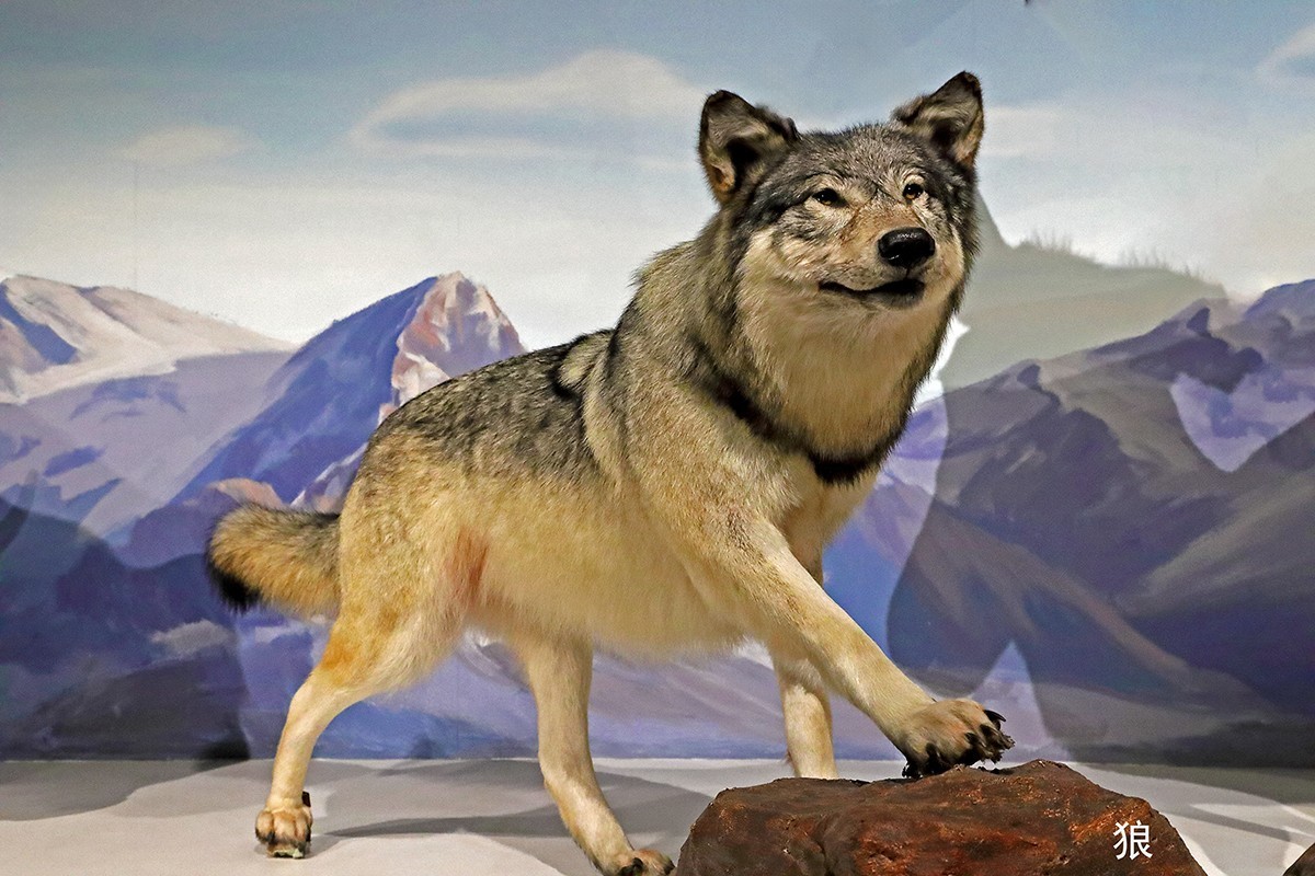 探索自然奥秘——观陕西自然博物馆